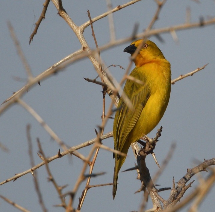 Holub's Golden-Weaver - ML643574646