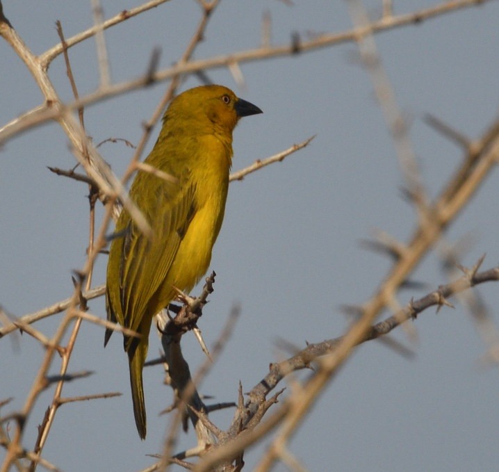 Holub's Golden-Weaver - ML643574649