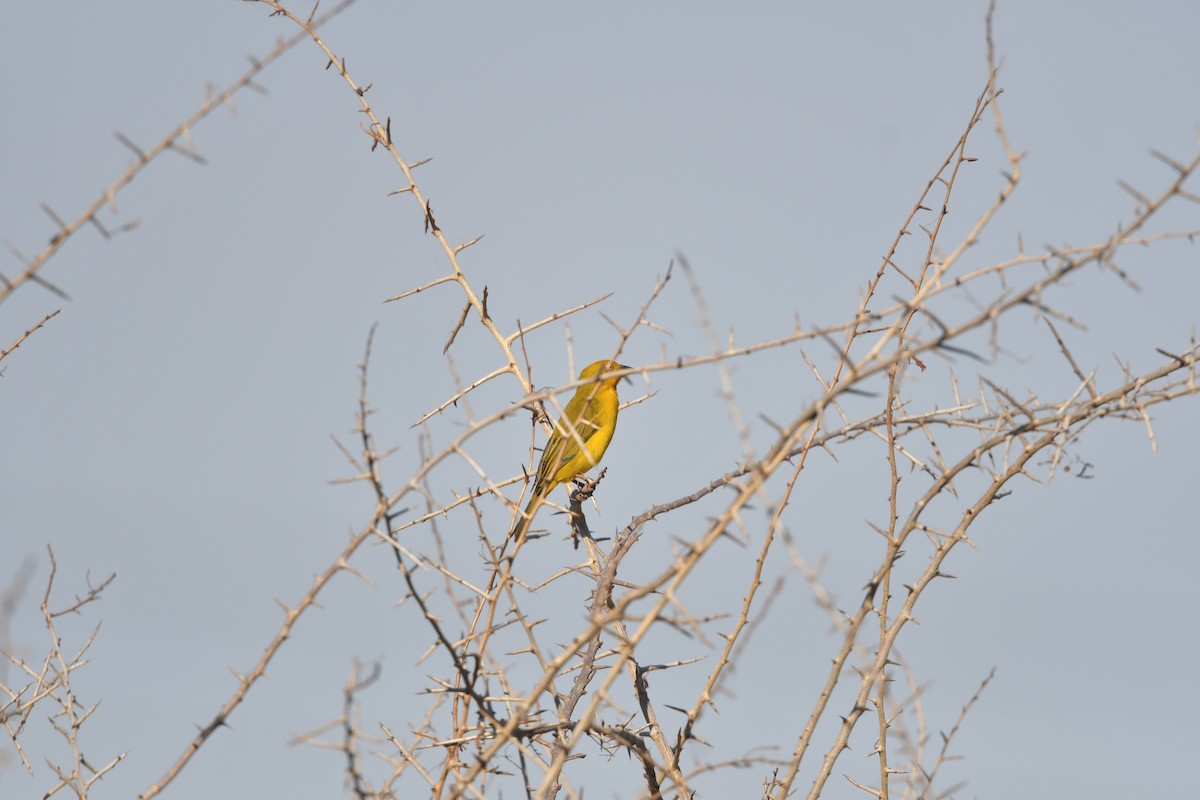 Holub's Golden-Weaver - ML643574664