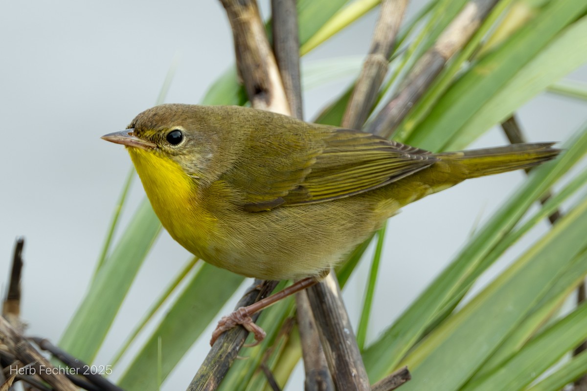 Common Yellowthroat - ML643574666