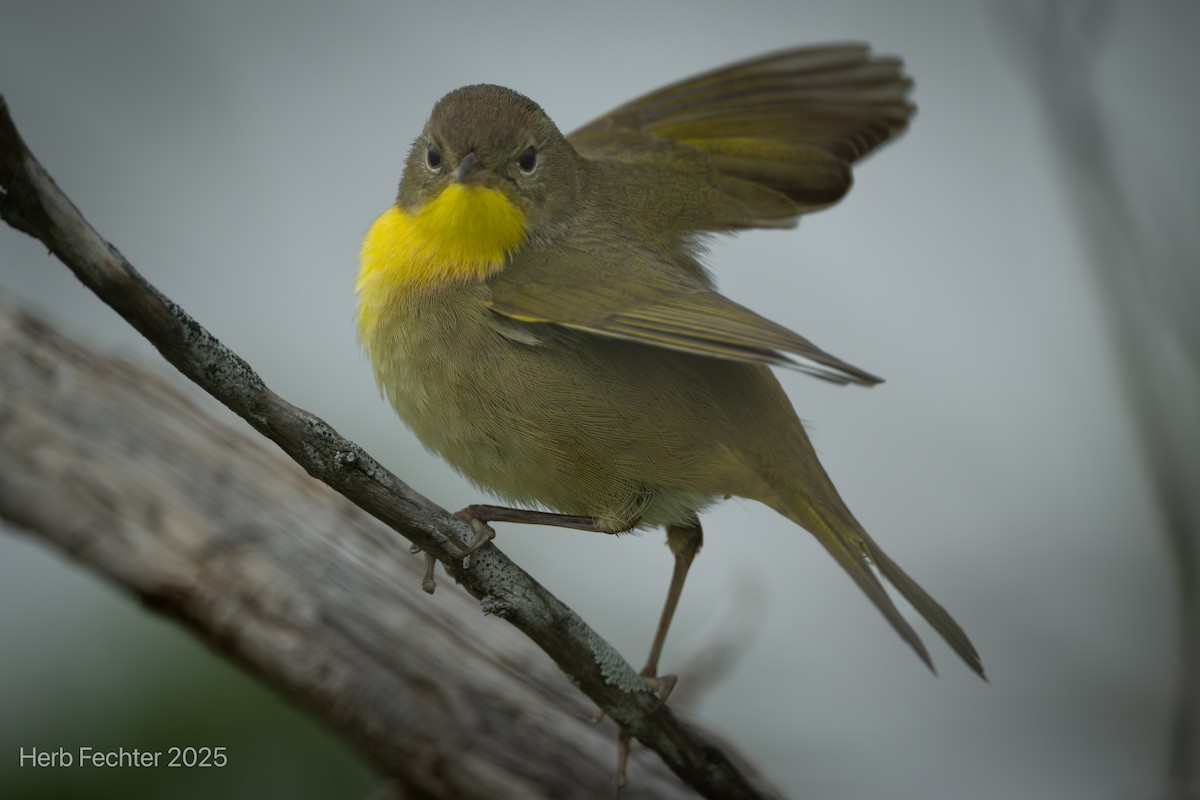 Common Yellowthroat - ML643574667