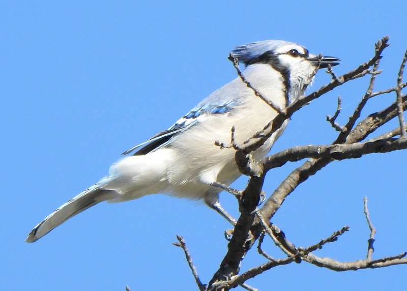 Blue Jay - ML643574668