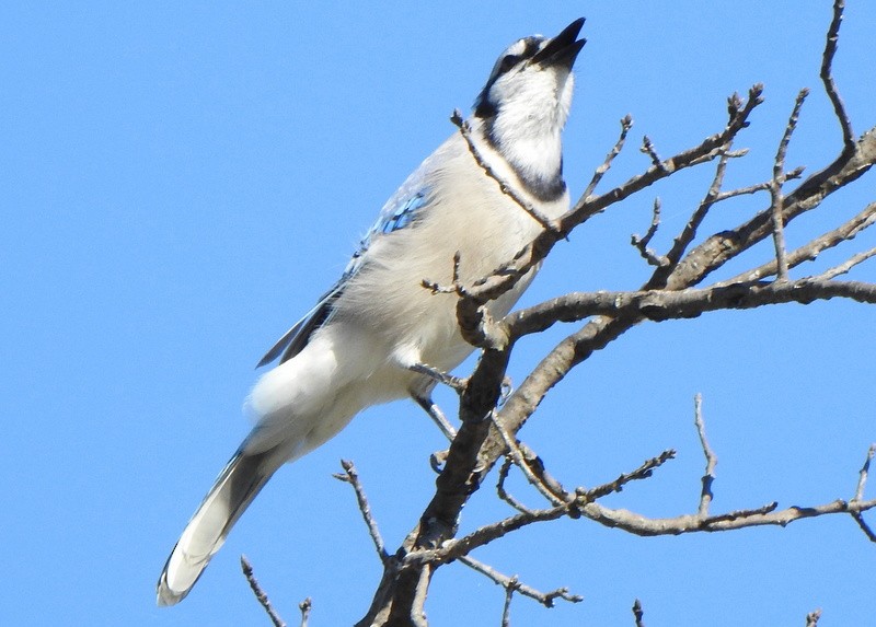 Blue Jay - ML643574669
