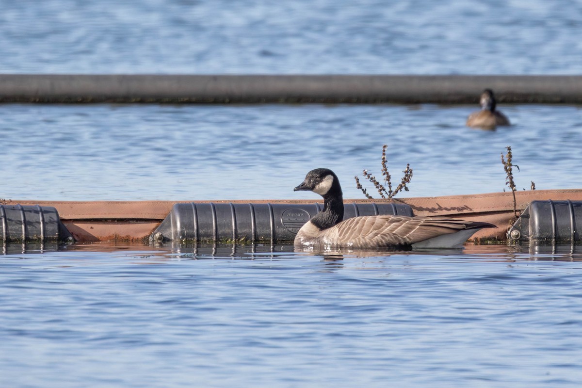 Cackling Goose (Richardson's) - ML643574670