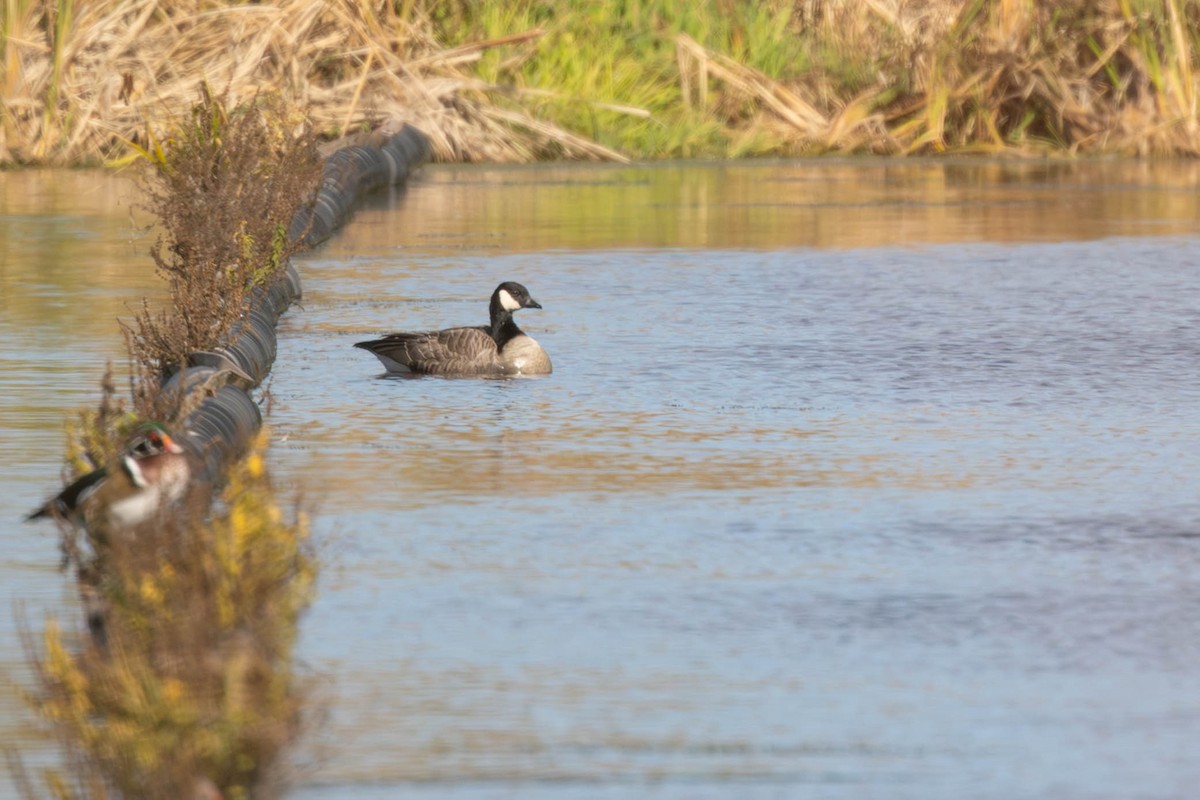 Cackling Goose (Richardson's) - ML643574671
