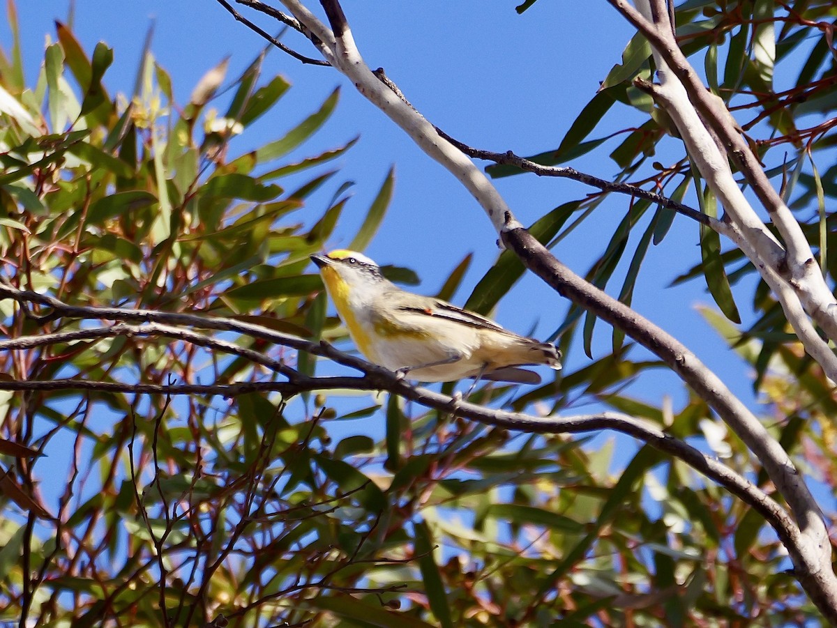 Striated Pardalote - ML643574682