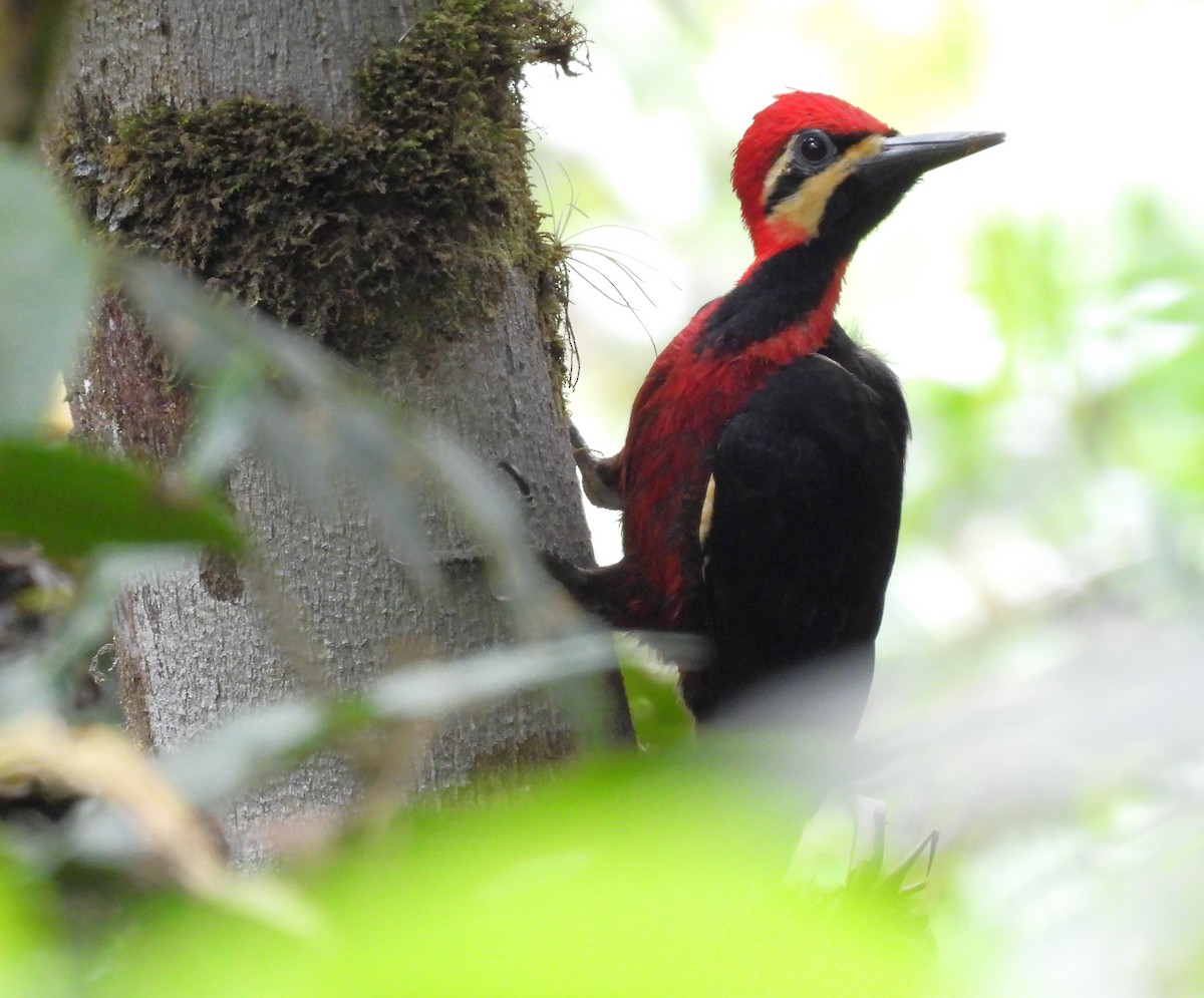 Crimson-bellied Woodpecker - ML643574683