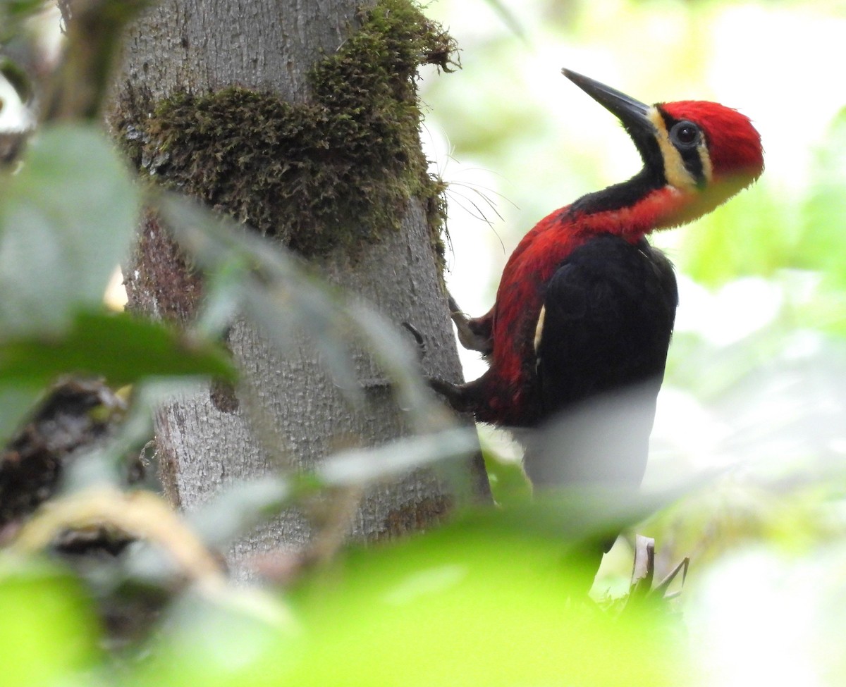Crimson-bellied Woodpecker - ML643574684