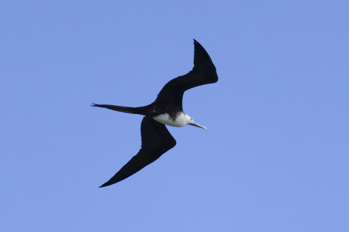 Magnificent Frigatebird - ML643574705