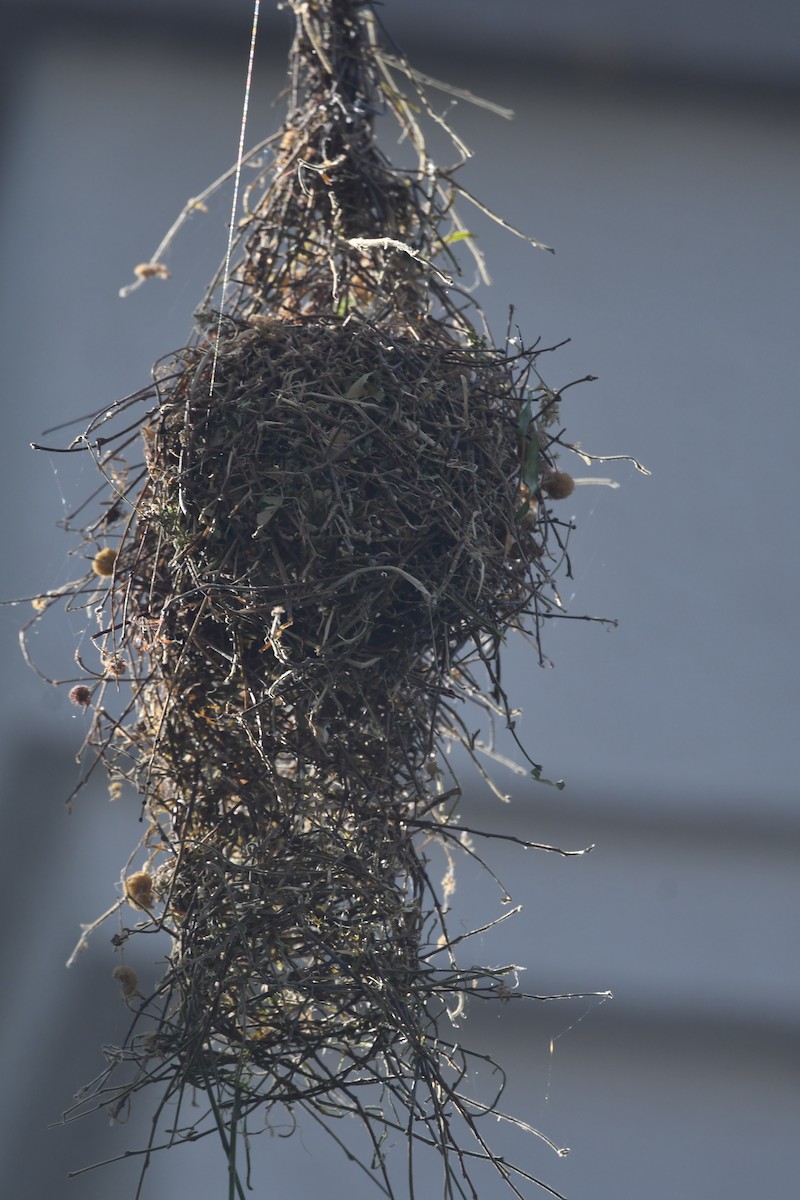 Red-headed Weaver - ML643574718