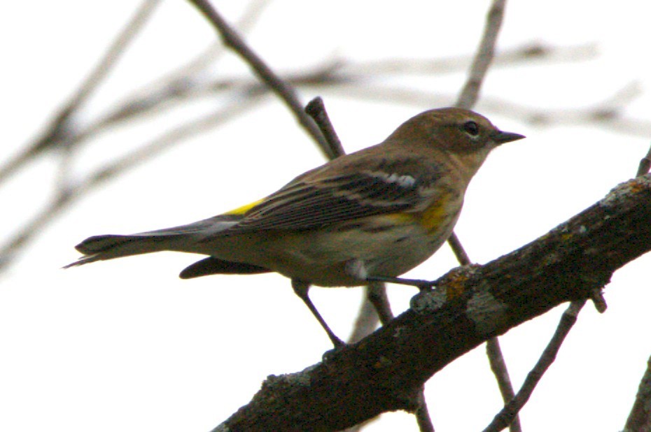 Yellow-rumped Warbler - ML643574739