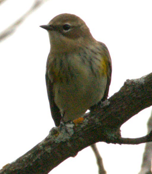 Yellow-rumped Warbler - ML643574741
