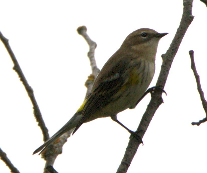 Yellow-rumped Warbler - ML643574742