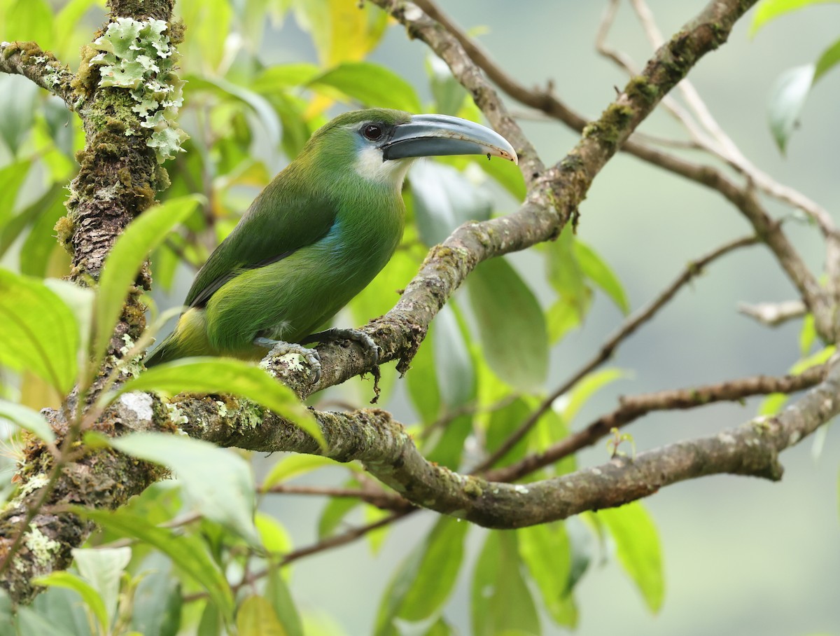 Blue-banded Toucanet - ML643574744