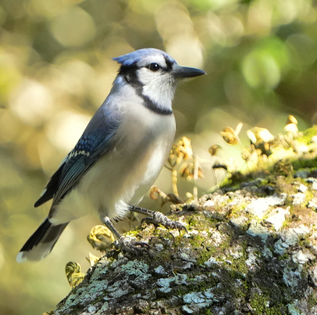 Blue Jay - ML643574749