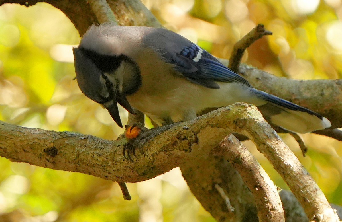 Blue Jay - ML643574752