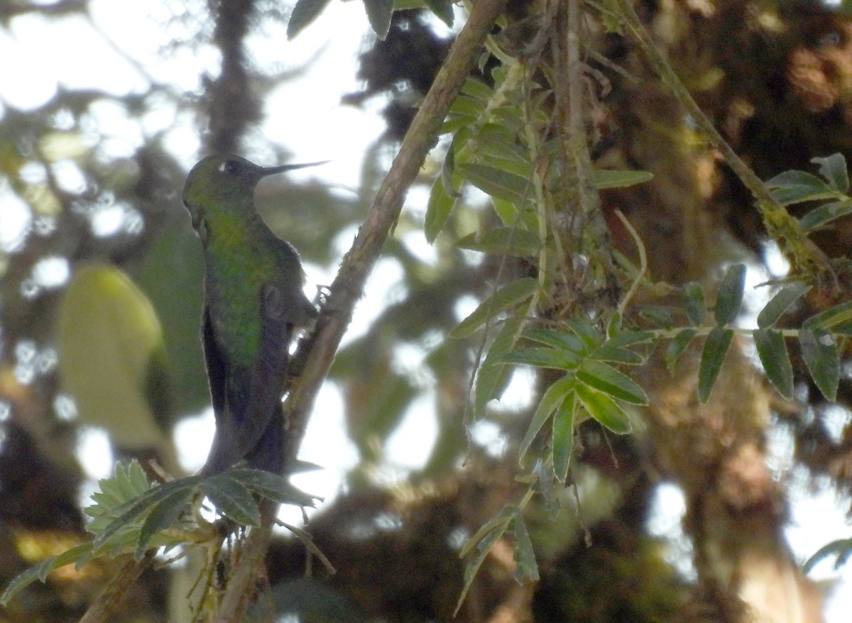 Sapphire-vented Puffleg - ML643574754