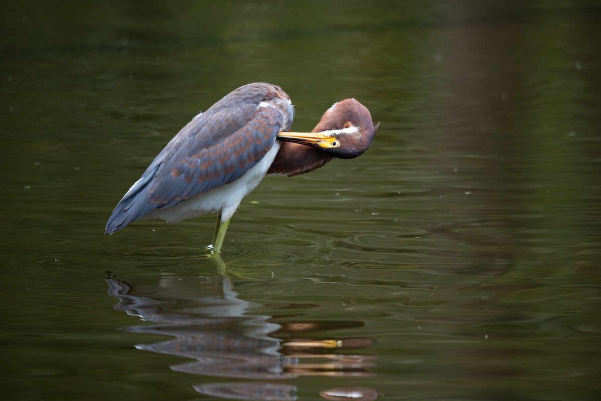 Tricolored Heron - ML643574756