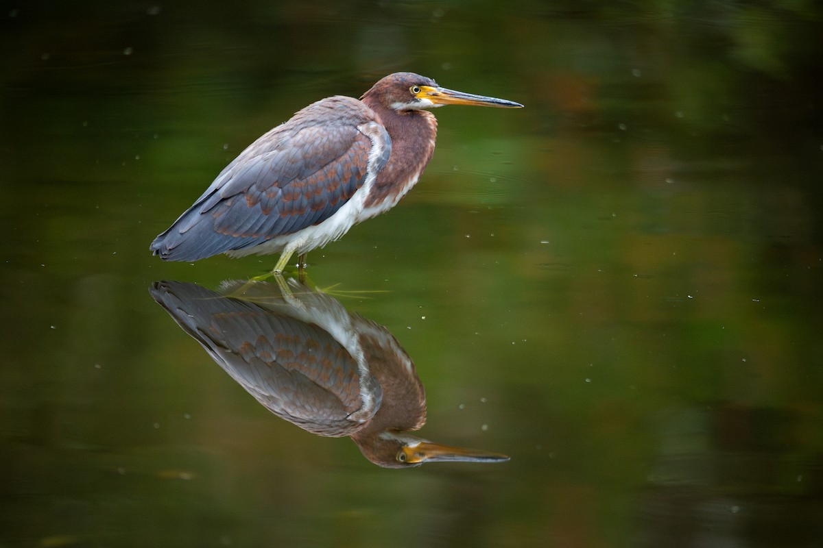 Tricolored Heron - ML643574757