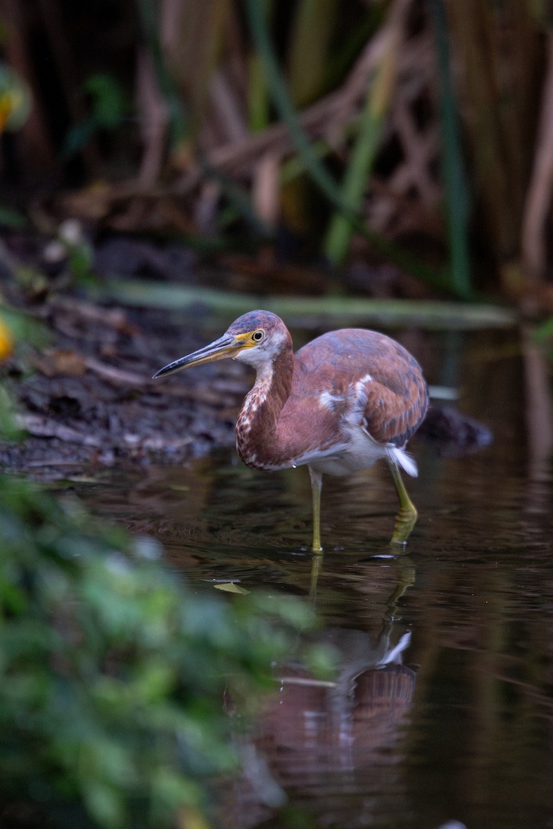 Tricolored Heron - ML643574758