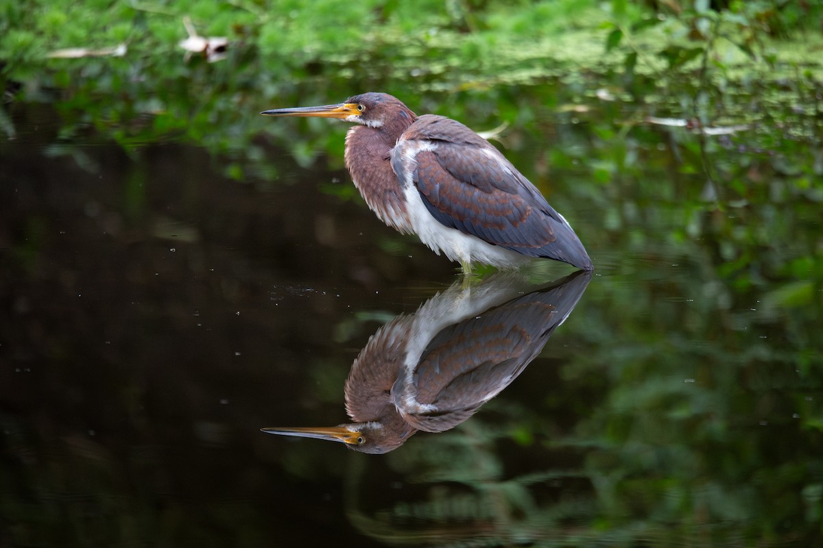 Tricolored Heron - ML643574761