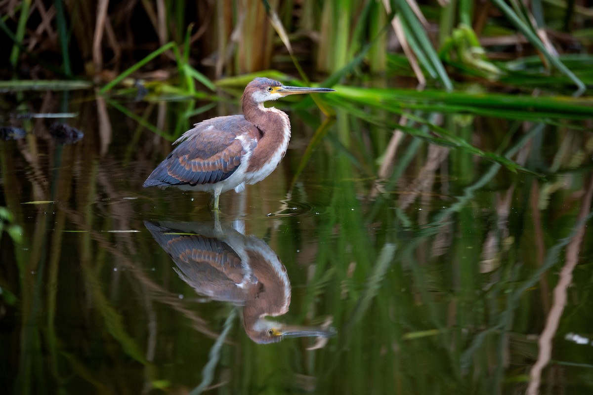 Tricolored Heron - ML643574763