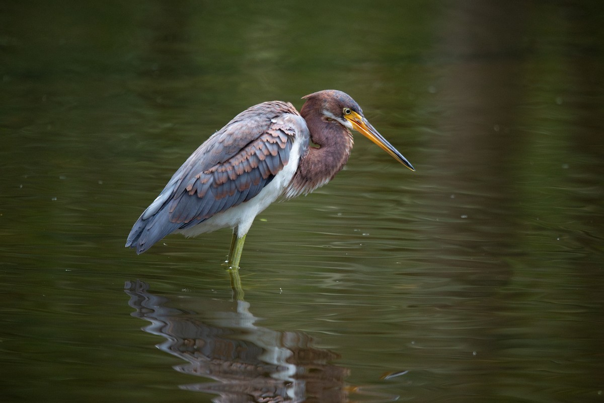 Tricolored Heron - ML643574764