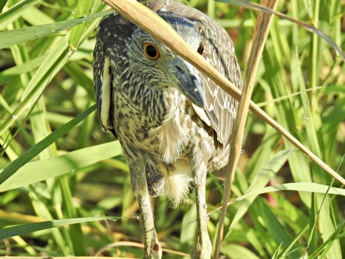 Yellow-crowned Night Heron - ML643574765