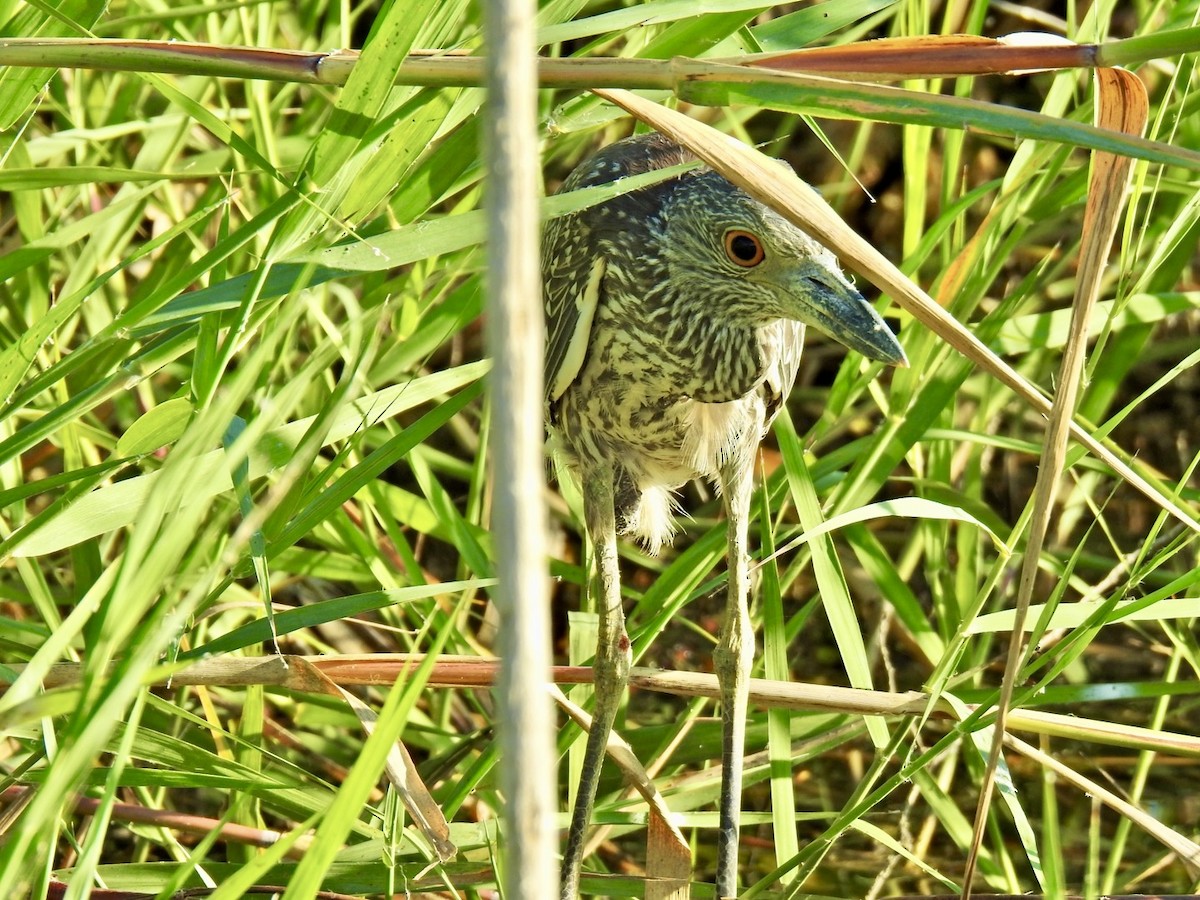 Yellow-crowned Night Heron - ML643574766