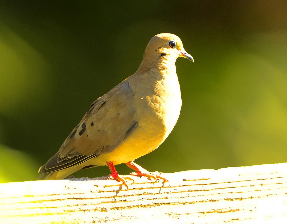 Mourning Dove - ML643574769