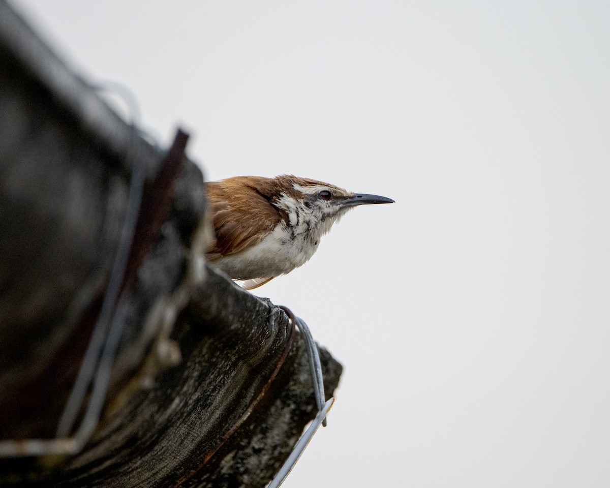 Bicolored Wren - ML643574787