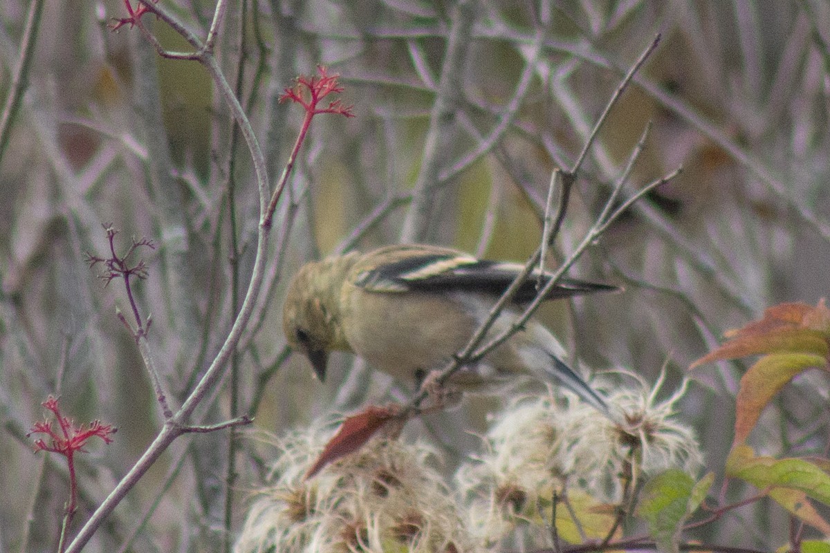 American Goldfinch - ML643574814