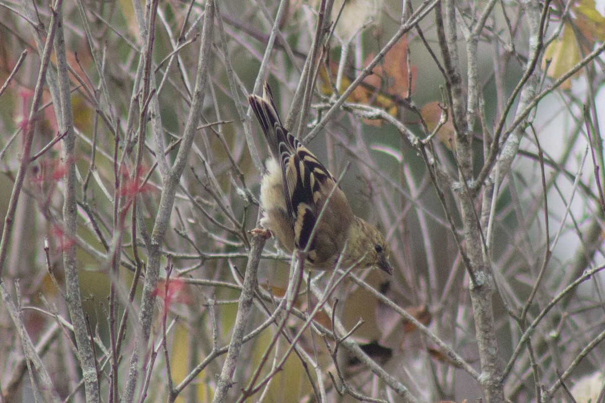 American Goldfinch - ML643574815
