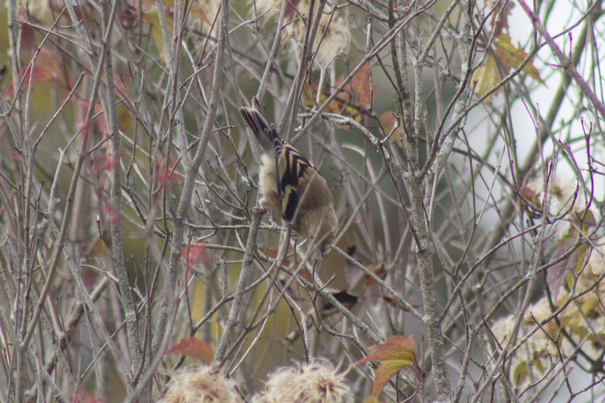 American Goldfinch - ML643574816