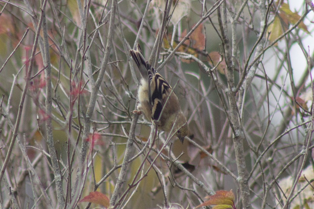 American Goldfinch - ML643574817