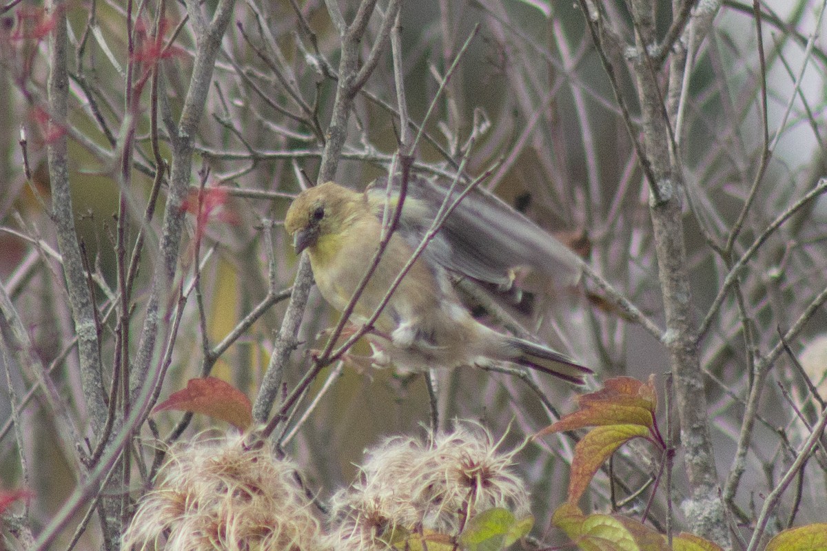 American Goldfinch - ML643574819