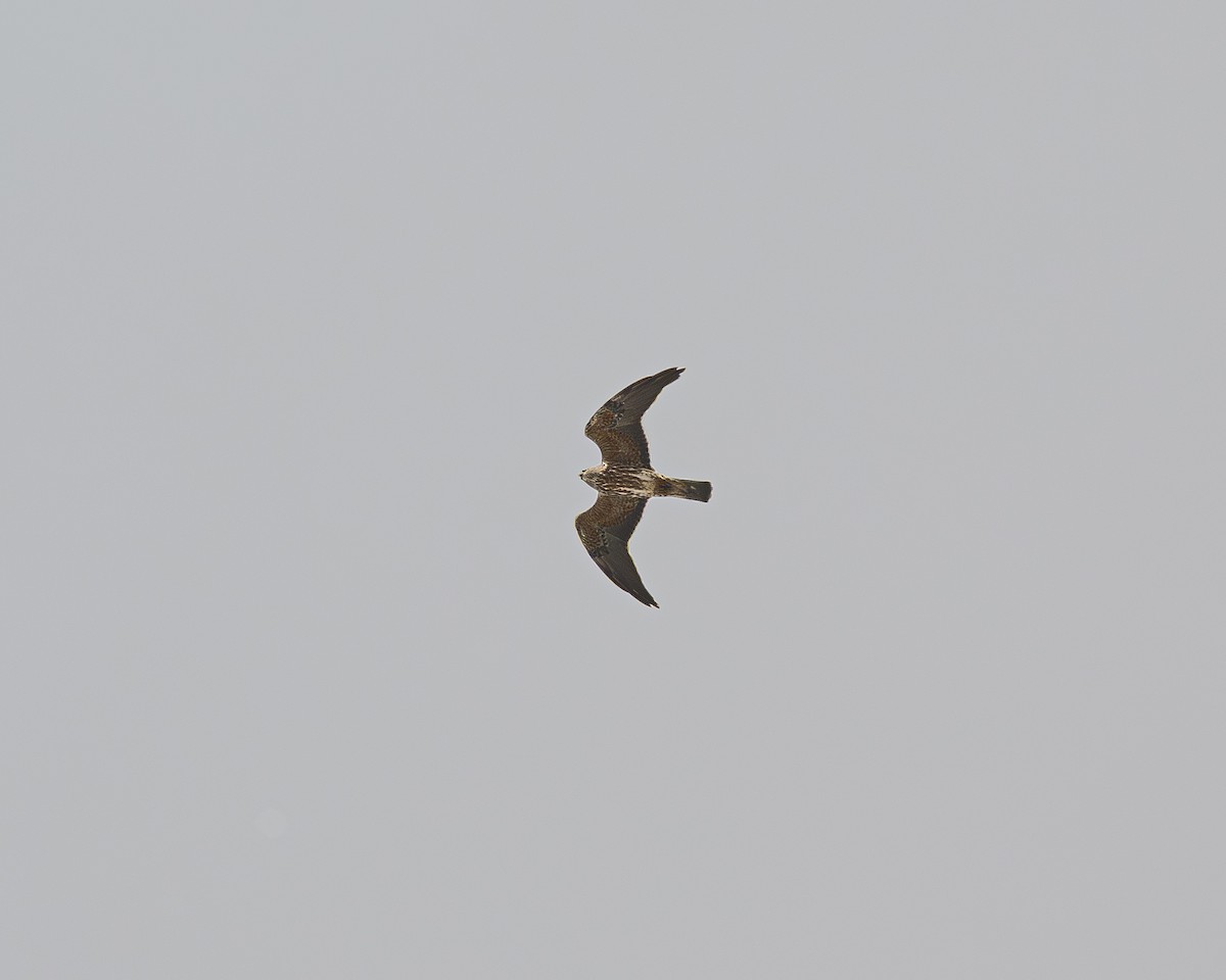 Mississippi Kite - ML643574828