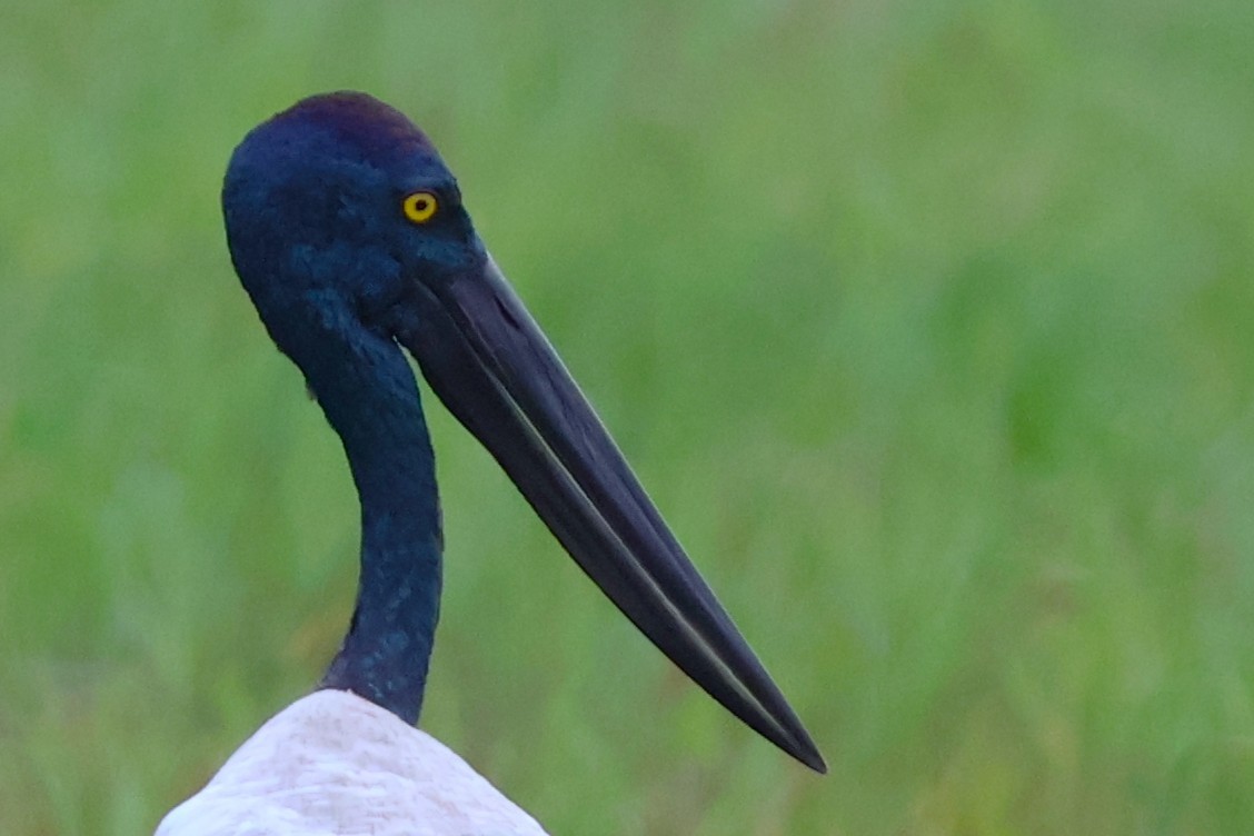 Riesenstorch - ML643574833