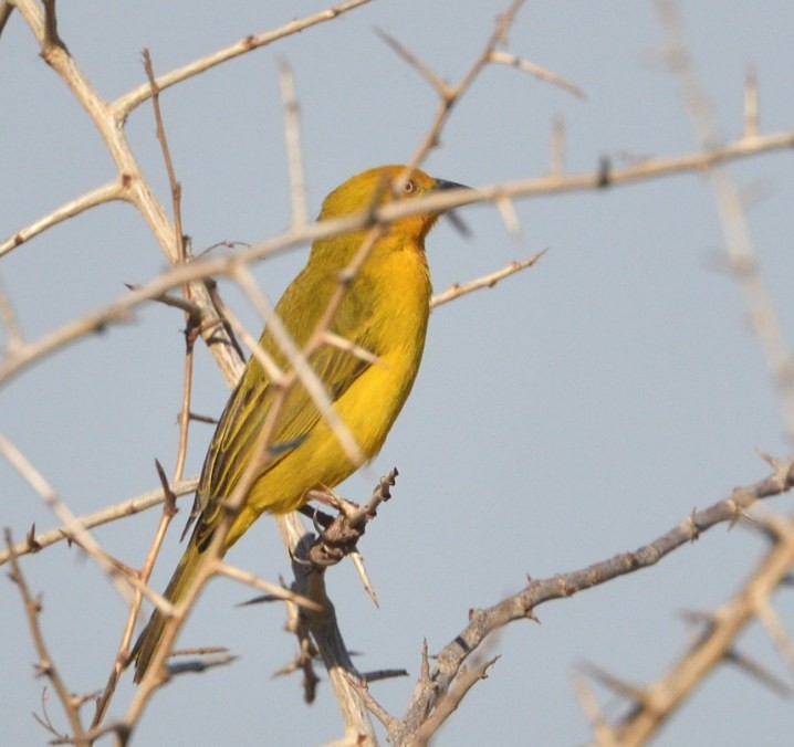 Holub's Golden-Weaver - ML643574847