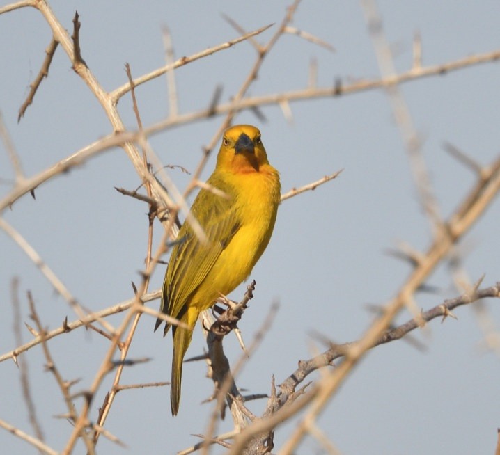 Holub's Golden-Weaver - ML643574852