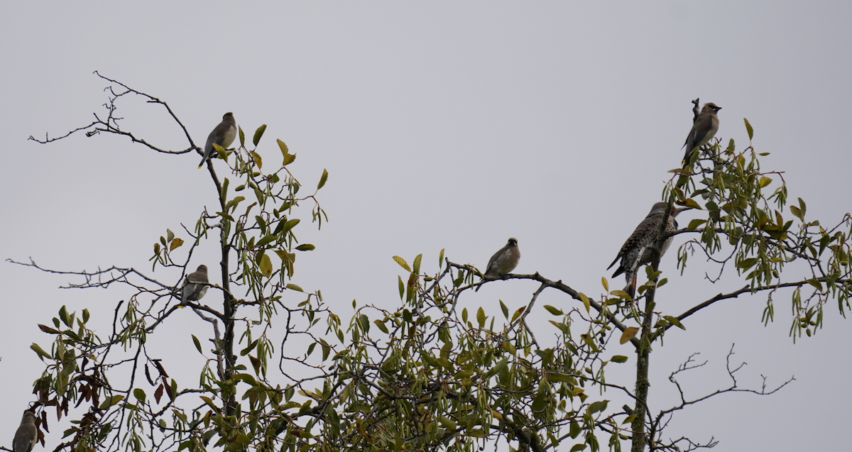 Cedar Waxwing - ML643574858