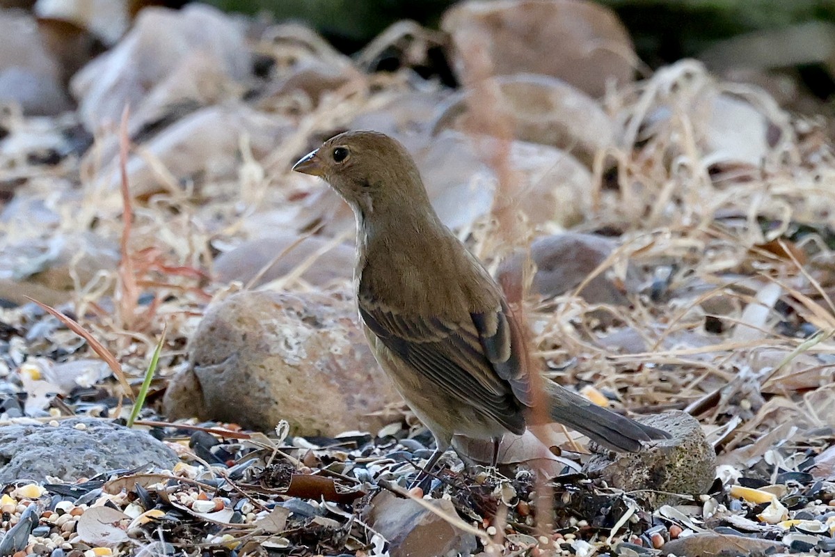 Indigo Bunting - ML643574876