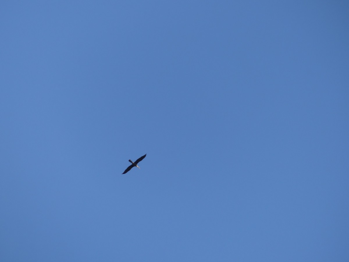 Anhinga - ML643574879