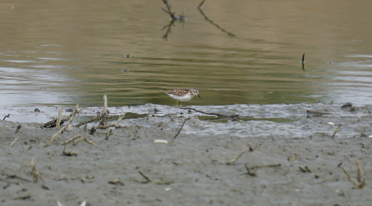 Least Sandpiper - ML643574882