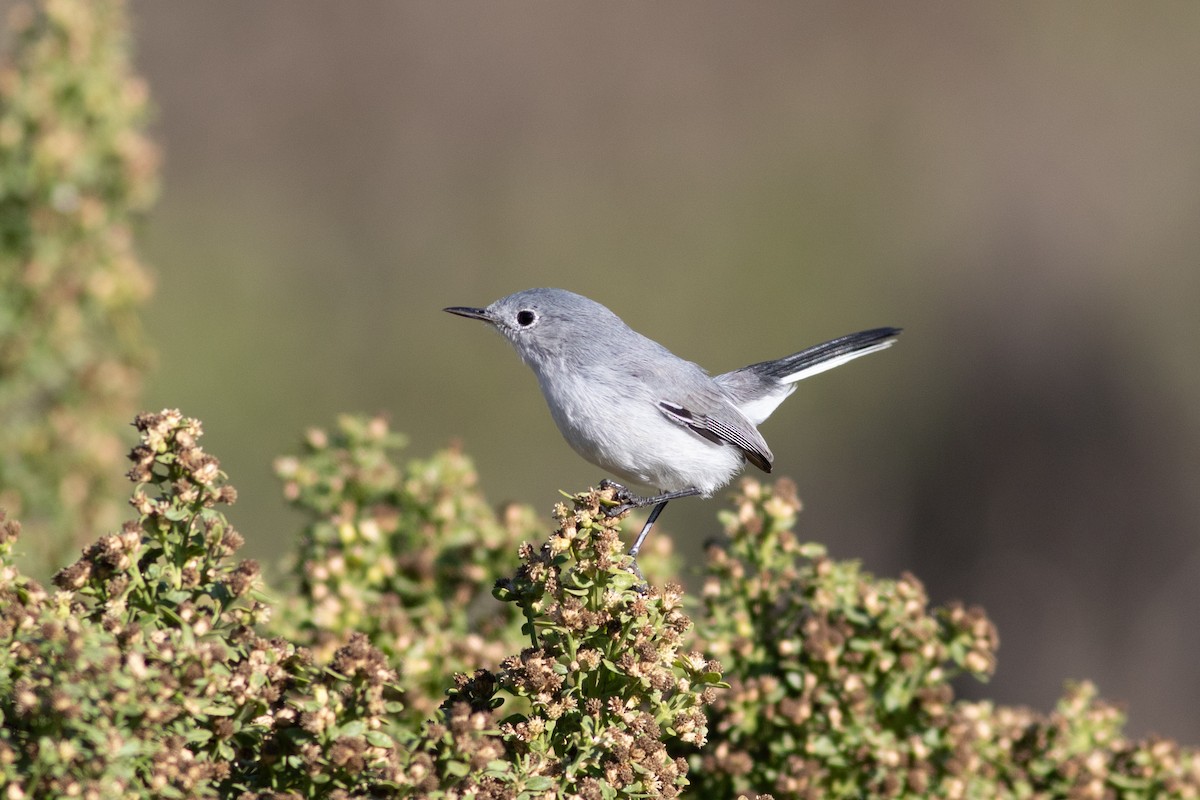 Blue-gray Gnatcatcher - ML643574900