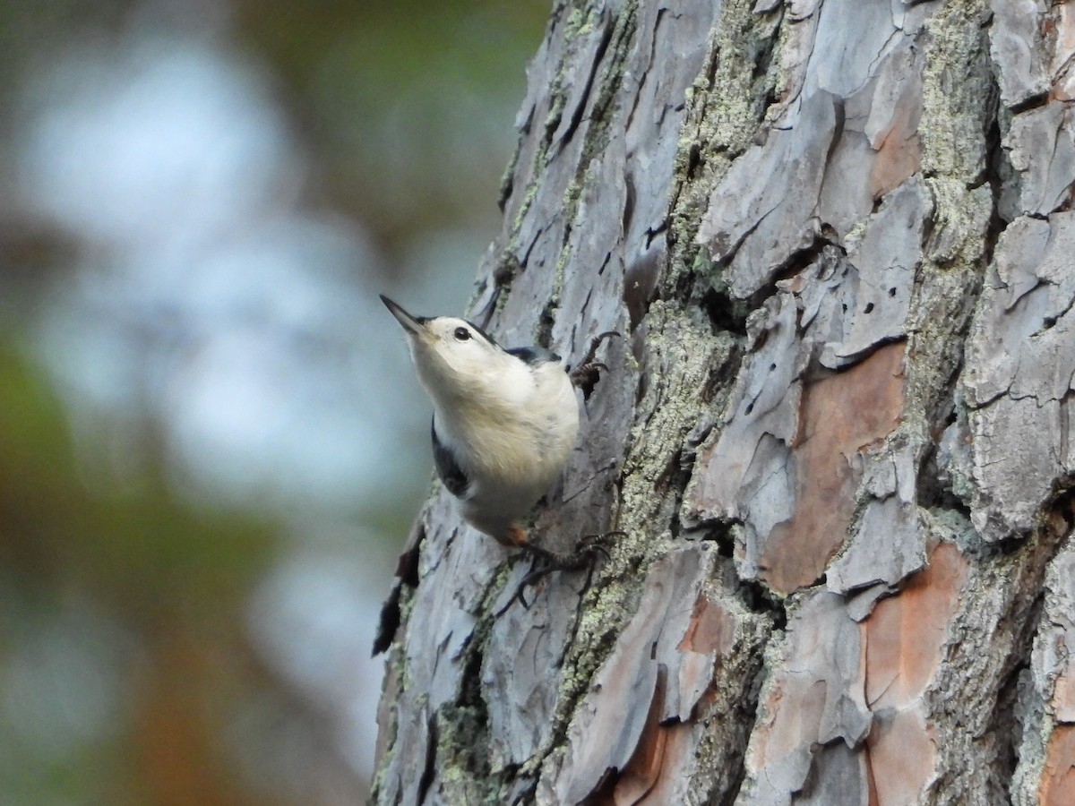 White-breasted Nuthatch - ML643574904