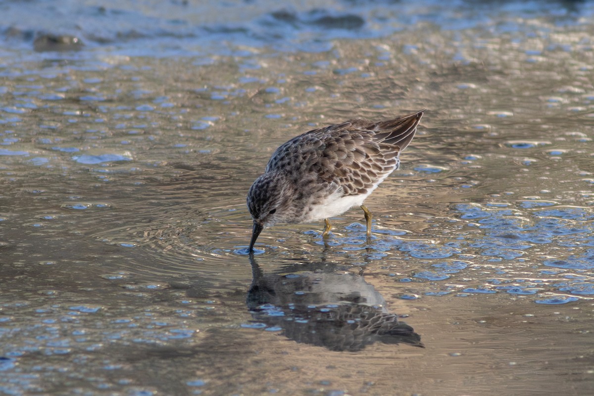 Least Sandpiper - ML643574905