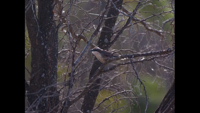 White-browed Babbler - ML643574909