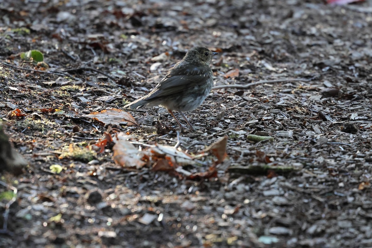 Swainson's Thrush - ML643574910
