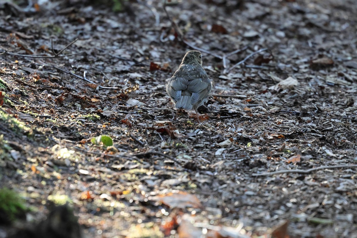 Swainson's Thrush - ML643574923